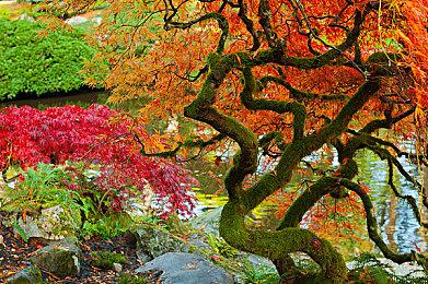 Steam上线新页面 可以确认库中游戏是否通过 Deck 验证 